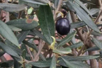 Close-up of a single olive amongst olive leaves growing on a tree